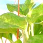 20 Seeds FORDHOOK LIMA BEAN Phaseolus Lunatus Bush Bean Vegetable (Seeds)