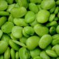 20 Seeds FORDHOOK LIMA BEAN Phaseolus Lunatus Bush Bean Vegetable (Seeds)