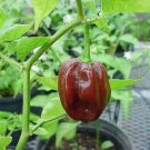 50 Seeds Hot BROWN HABANERO PEPPER Capsicum Chinense (Seeds)