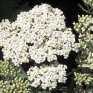 1000 Seeds WHITE YARROW Achillea Millefolium Flower (Seeds)