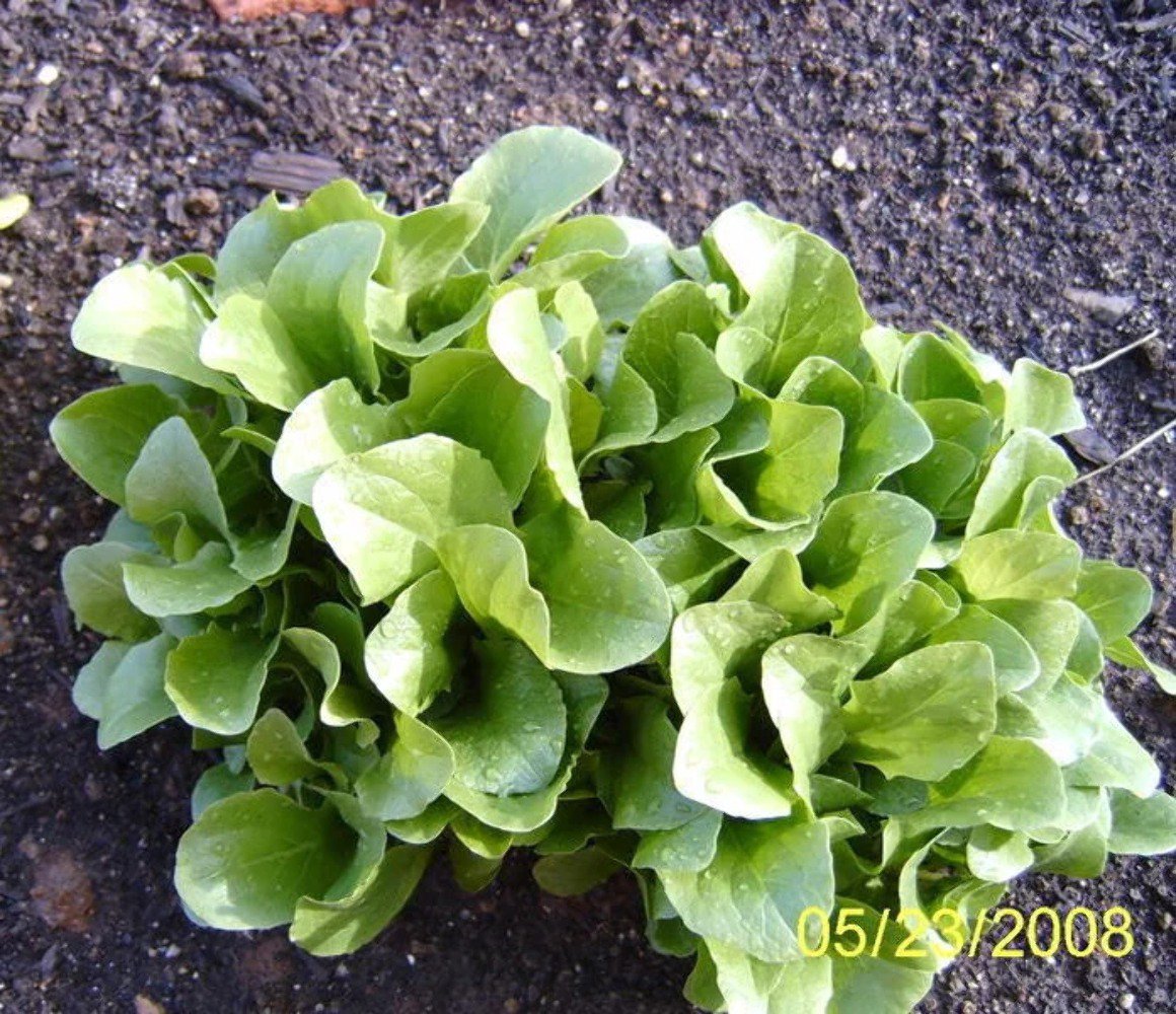 3000 Seeds Black Seeded Simpson LEAF LETTUCE Lactuca Sativa Vegetable (Seeds)