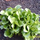 3000 Seeds Black Seeded Simpson LEAF LETTUCE Lactuca Sativa Vegetable (Seeds)