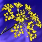 1000 Seeds LONG ISLAND Mammoth DILL Anethum Graveolens Herb Flower (Seeds)