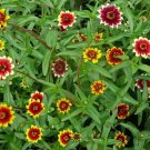 75 Seeds Mixed Colors PERSIAN CARPET ZINNIA Zinnia Haageana Flower (Seeds)