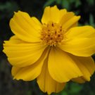 300 Seeds YELLOW SULPHUR COSMOS Bipinnatus Flower (Seeds)