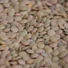 100 Seeds GREEN LENTIL Lentils Lens Culinaris Vegetable (Seeds)