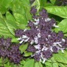 250 Seeds SIAM QUEEN Thai BASIL Ocimum Thyrsiflora Herb Flower (Seeds)