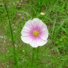 150 Seeds DAYDREAM COSMOS Bipinnatus Flower (Seeds)