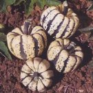 15 Seeds HEART Of GOLD Acorn SQUASH Winter Cucurbita Pepo Vegetable (Seeds)