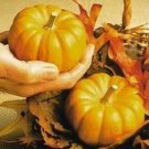 20 Seeds JACK Be LITTLE PUMPKIN Miniature Vegetable Cucurbita Pepo (Seeds)
