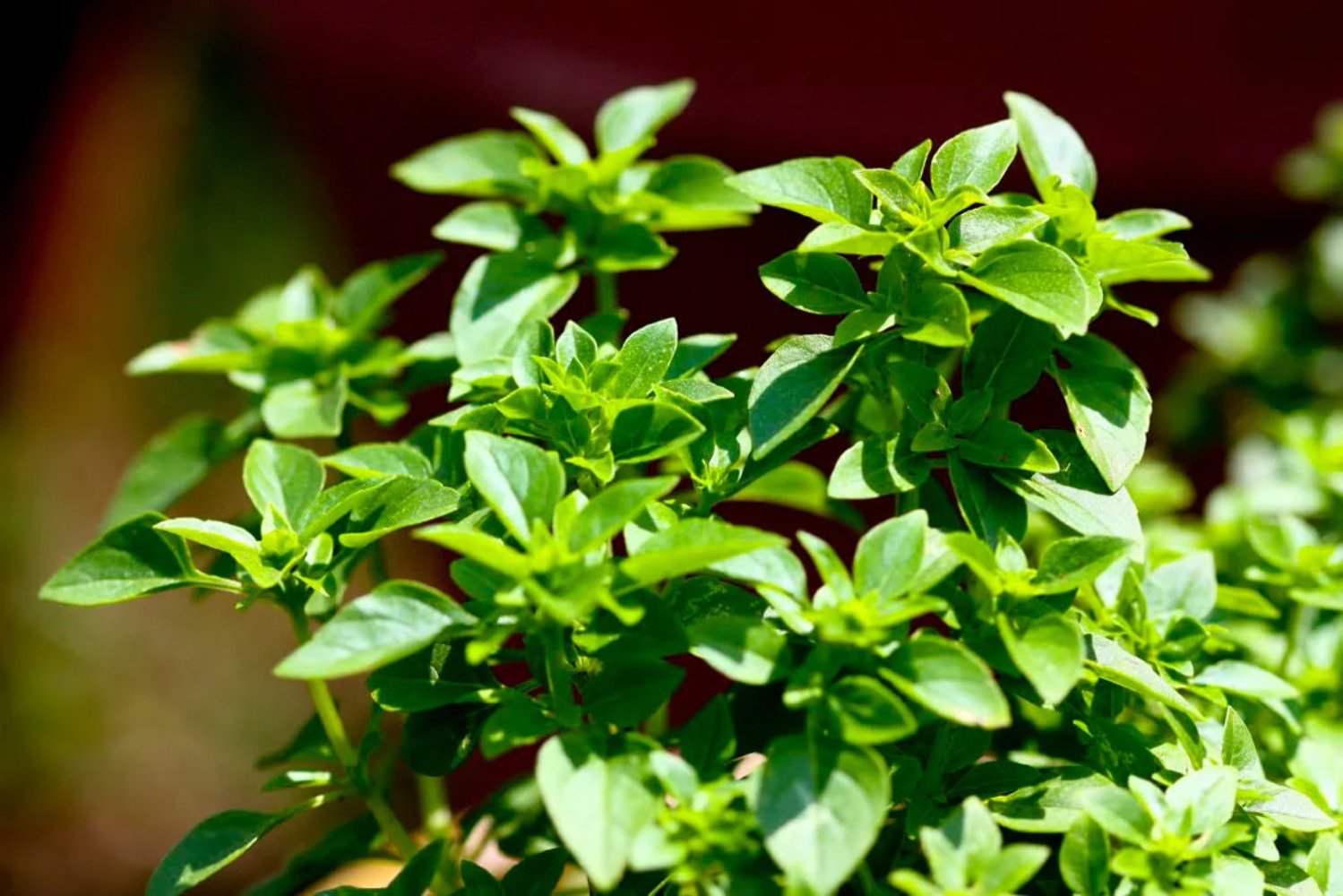 200 Seeds SPICY GLOBE BASIL Ocimum Basilicum Herb Flower (Seeds)