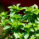 200 Seeds SPICY GLOBE BASIL Ocimum Basilicum Herb Flower (Seeds)