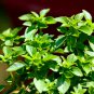 200 Seeds SPICY GLOBE BASIL Ocimum Basilicum Herb Flower (Seeds)