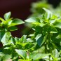 200 Seeds SPICY GLOBE BASIL Ocimum Basilicum Herb Flower (Seeds)
