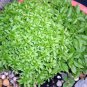 200 Seeds SPICY GLOBE BASIL Ocimum Basilicum Herb Flower (Seeds)