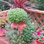 200 Seeds SPICY GLOBE BASIL Ocimum Basilicum Herb Flower (Seeds)