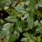 50 Seeds LOVAGE Levistucum Officinale - Flavor like celery & anise - Herb Flower (Seeds)