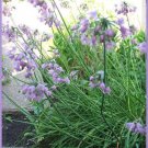 250 Seeds ALLIUM NODDING ONION Allium Cernuum Flower (Seeds)