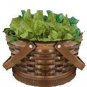 200 Seeds LARGE LEAF SORREL (Garden Sorrel Spinach Dock Redshank) Rumex Acetosa (Seeds)