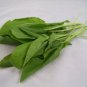 200 Seeds LARGE LEAF SORREL (Garden Sorrel Spinach Dock Redshank) Rumex Acetosa (Seeds)