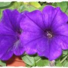 100 Seeds PURPLE PETUNIA Hybrida Pollinator Garden Container Flower (Seeds)