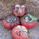 10 Seeds American TURKS TURBAN SQUASH Gourd Cucurbita Maxima Vine (Seeds)
