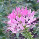 200 Seeds ROSE QUEEN CLEOME Hassleriana Cleome Spinosa Pink Spider Flower (Seeds)