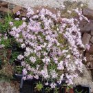 1000 Seeds FRINGED PINKS DIANTHUS Superbus Flower (Seeds)