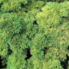 1000 Seeds MOSS CURLED PARSLEY Petroselinum Crispum Herb Vegetable Flower (Seeds)
