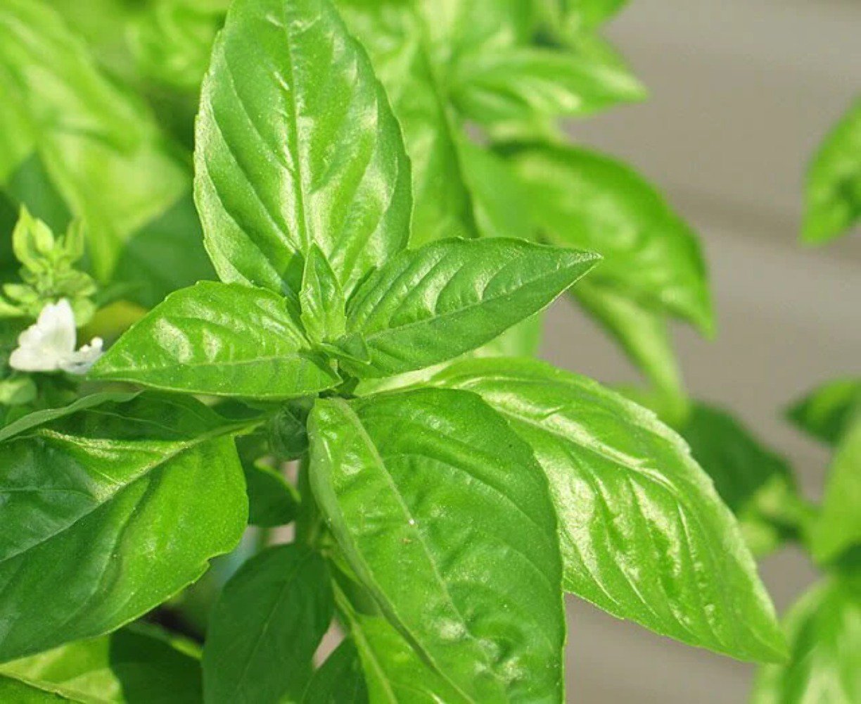 150 Seeds LIME BASIL Ocimum Basilicum HERB Flower (Seeds)