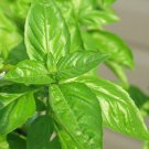 150 Seeds LIME BASIL Ocimum Basilicum HERB Flower (Seeds) 150 Seeds LIME BASIL Ocimum Basilicum HERB Flower (Seeds)