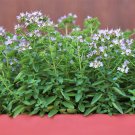 2000 Seeds SWEET MARJORAM Origanum Majorana Herb Flower (Seeds) 2000 Seeds SWEET MARJORAM Origanum Majorana Herb Flower (Seeds)