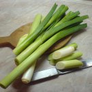 500 Seeds BROAD LONDON LEEK Allium Porrum Heirloom White & Green Vegetable (Seeds) 500 Seeds BROAD LONDON LEEK Allium Porrum Heirloom White & Green Vegetable (Seeds)