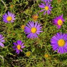 100 Seeds PURPLE Smooth Violet PRAIRIE ASTER Aster Tanacetifolia Flower (Seeds)