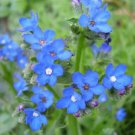 100 Seeds BLUE ANGEL ANCHUSA (Summer Forget Me Not) Anchusa Carpensis Flower (Seeds)