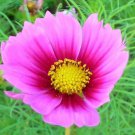 150 Seeds Pink COSMOS RADIANCE Bipinnatus Flower (Seeds)