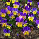 50 Seeds Dark JOHNNY JUMP UP Violet Viola Tricolor Flower (Seeds)