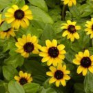 150 Seeds YELLOW CREEPING ZINNIA Sanvitalia Procumbens (Seeds)