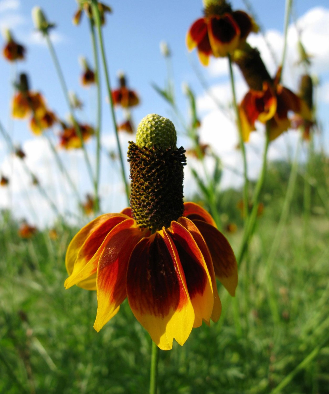 500 Seeds DWARF MEXICAN HAT Ratibida Columnifera Flower (Seeds)