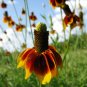 500 Seeds DWARF MEXICAN HAT Ratibida Columnifera Flower (Seeds)