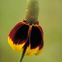 500 Seeds DWARF MEXICAN HAT Ratibida Columnifera Flower (Seeds)
