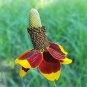 500 Seeds DWARF MEXICAN HAT Ratibida Columnifera Flower (Seeds)