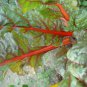 300 Seeds Ruby RED SWISS CHARD (Perpetual Spinach) Beta Vulgaris Cicla Vegetable (Seeds)