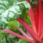 300 Seeds Ruby RED SWISS CHARD (Perpetual Spinach) Beta Vulgaris Cicla Vegetable (Seeds)
