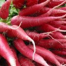 100 Seeds CHINA ROSE RADISH (Chinese Winter Radish) Raphanus Sativus Vegetable (Seeds) 100 Seeds CHINA ROSE RADISH (Chinese Winter Radish) Raphanus Sativus Vegetable (Seeds)