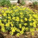1000 Seeds GOLDEN TUFT ALYSSUM Basket of Gold - Yellow Alyssum Saxatile Flower (Seeds) 1000 Seeds GOLDEN TUFT ALYSSUM Basket of Gold - Yellow Alyssum Saxatile Flower (Seeds)