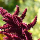 150 Seeds PYGMY TORCH AMARANTHUS Hypochondriacus Prince of Wales Feather Flower (Seeds)