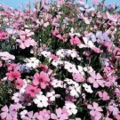 500 Seeds Oculata MIXED COLORS VISCARIA Rose of Heaven Silene Coeli-Rosa Flower (Seeds)
