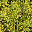 2500 Seeds BOUQUET DILL Anethum Graveolens Herb Flower (Seeds)