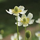 28,000 Seeds Bulk ANEMONE VIRGINIANA White Flower Native Meadow Perennial (1 Oz Seeds)